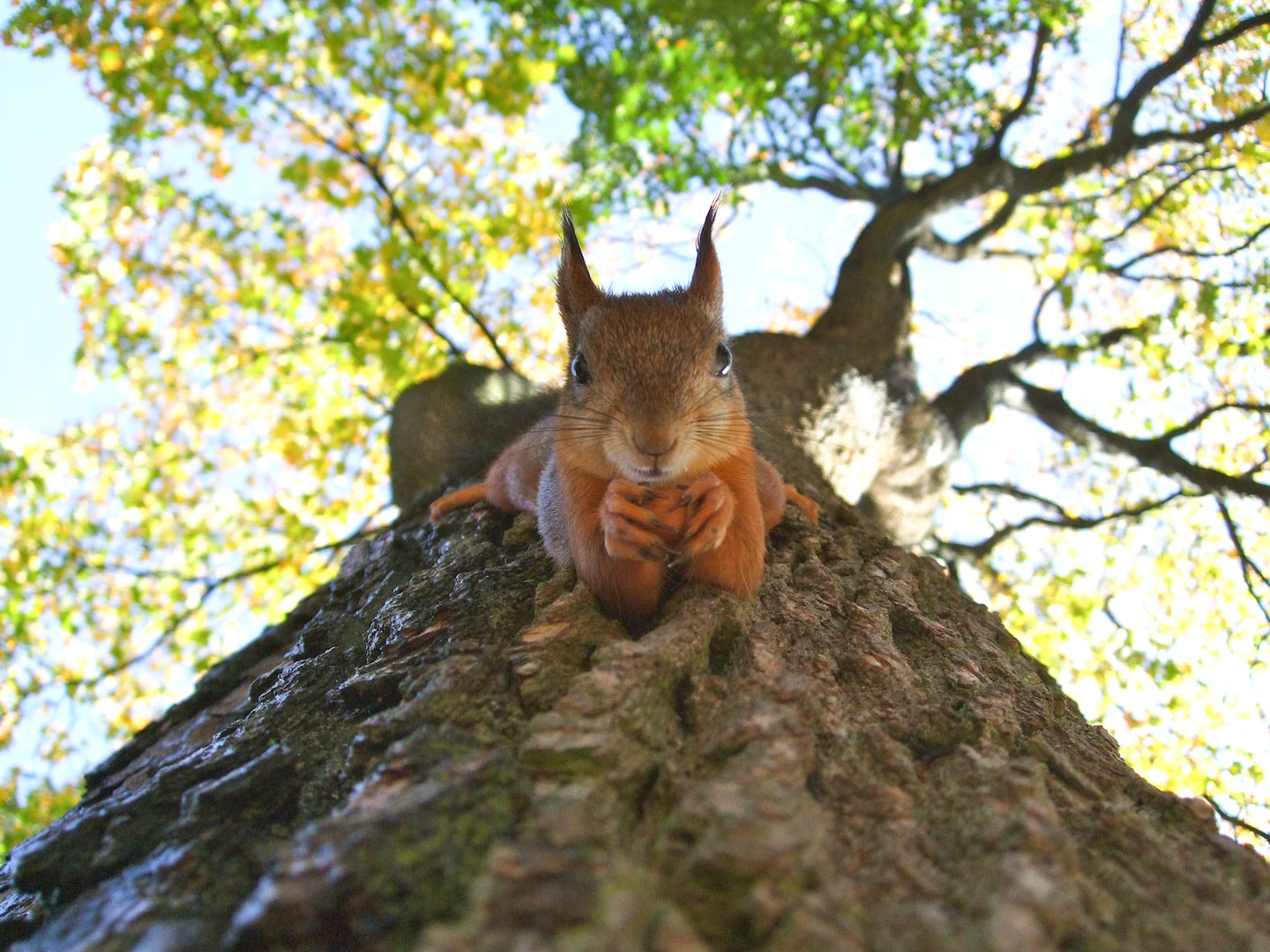 Tree Service